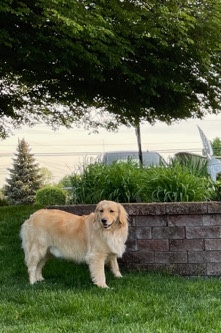 Golden Retriever – Golden Retriever