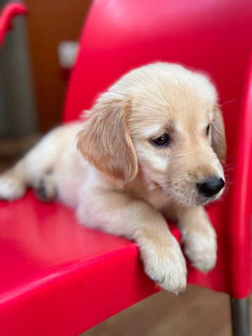 Golden Retriever – Golden retriever for sell