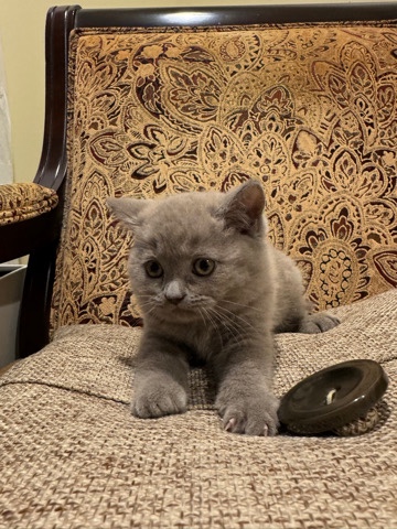 Scottish Fold – Scottish Fold (Baby’s)