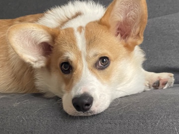 Pembroke Welsh Corgi – Corgi plein d’amour – Paris
