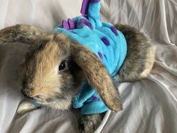 Lionhead – Kezzy – 1-Year-Old Mini Lop/Lionhead Looking for a Loving Home – Sioux Falls