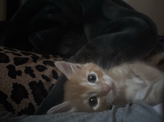 kitten – Palo Alto