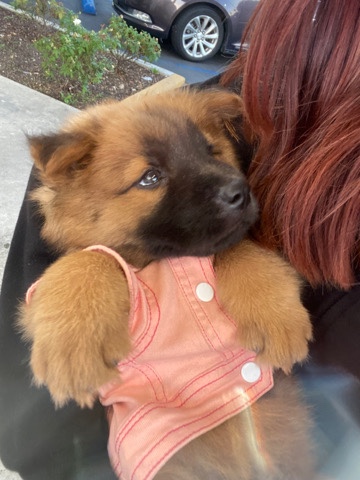 Chow Chow – Chow chow Shiba Inu Mix