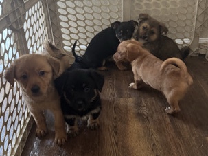 5 mixed puppies – Fresno