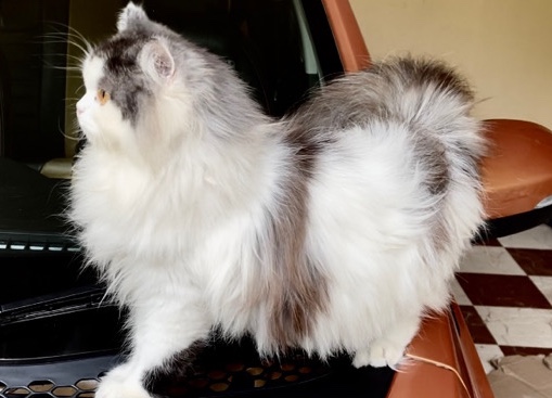 Persian (Traditional) – Persian Cat kitten