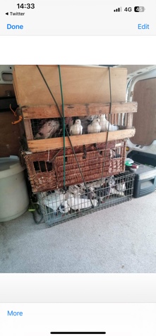 Any – roller pigeons