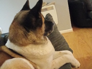 Akita – American akita – North Yorkshire