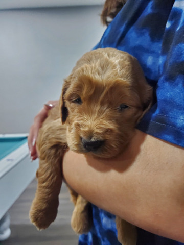 Golden doodle puppies