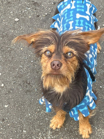 Yorkshire Terrier – looking for a home