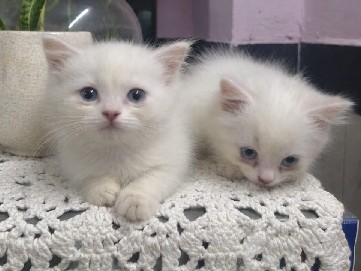 Persian (Traditional) – persian kittens – New Delhi