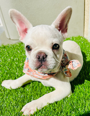 French Bulldog – BT Frenchie puppy fluffy carrier