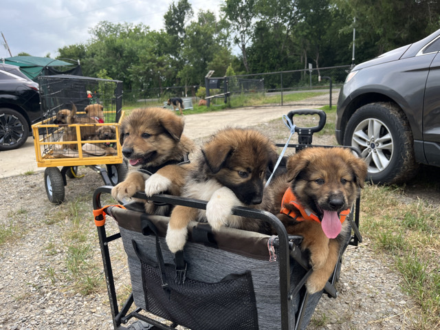 German Shepherd – Sweet six puppies G.shepherd +B.Collies – Blue Ridge