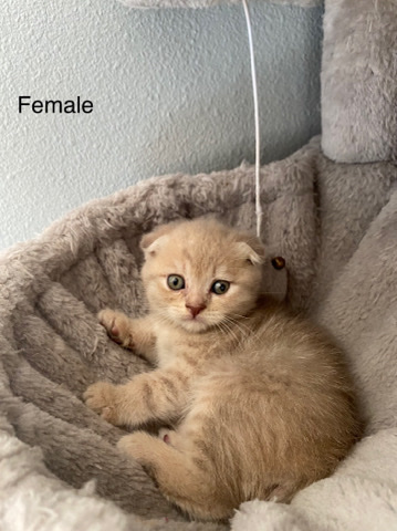 Scottish Fold – Scottish fold kittens