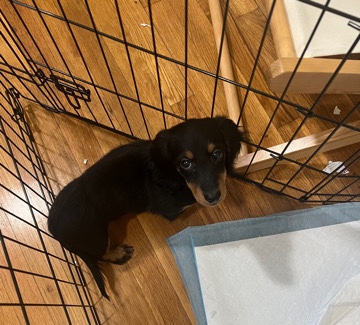 Dachshund – miniature long haired Dachshund puppy