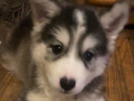 Pomsky – Shaggy the male Pomsky – Muskegon Heights