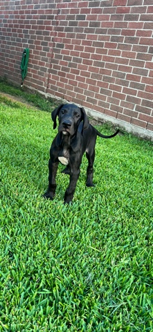 Great Dane – Great Dane