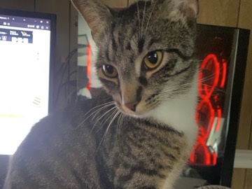 Dwarf cat – Sweetest Kitties ever! – Springettsbury