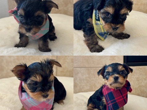 Yorkshire Terrier – Yorkie Puppies – Blue Mound