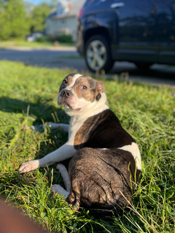 American Pit Bull Terrier – 2 year old duke needs a new home