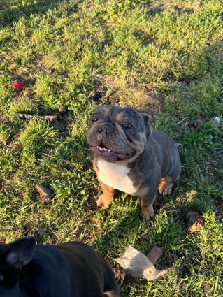 French Bulldog – Looking for a home!