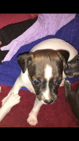 Rat Terrier – rat Terrier puppies miniature