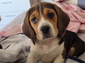 Beagle – Beagle puro com 3 meses com tudo incluído (vacinas, chip, desparasitação e plano veterinário para 1 ano) – Sobreda