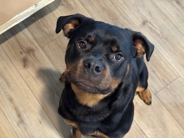 Rottweiler – Nikko needs a good home – Copperas Cove