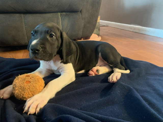 11 week old Great Dane puppies 