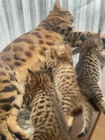 Bengal β bengal kittens