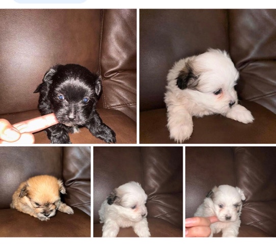 Maltese – Maltese dog 7 weeks old