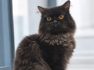 Persian (Traditional) – Persian black cat adult – Kumbalgodu