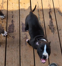 American Pit Bull Terrier – Puppy For Sale