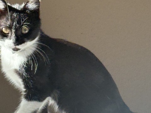 American Shorthair – kitten needing rehoming – San Antonio