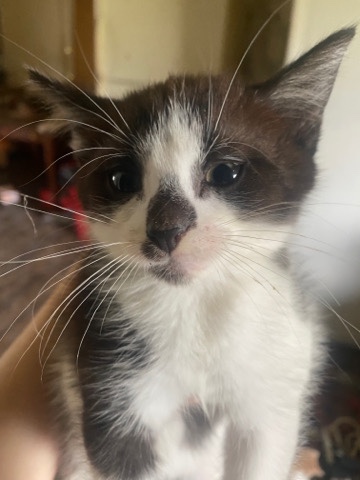 American Shorthair – free kittens