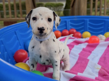 Dalmatian – UKC Dalmatian puppies – Saginaw