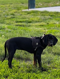 Black and Tan Coonhound – UKC 7 month Black and Tan Coonhound