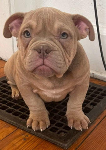 American Bulldog – American Bully Puppies