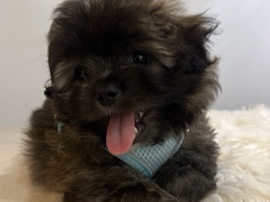 Maltese - male puppy shih tzu X Maltese  available for adoption in Ras Al Khaimah