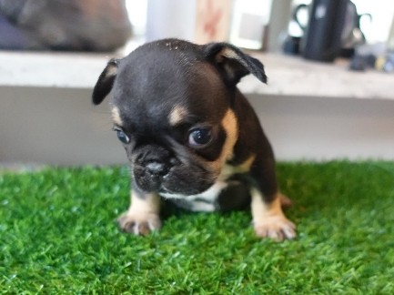 French Bulldog – French Bulldog Male – Monroe Township