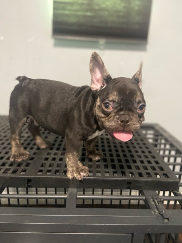 French Bulldog – French bulldog puppy