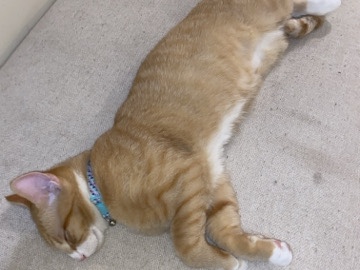 Others - rehome cute orange tabby  available for adoption in Martinez