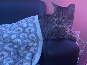 Russian White, Black and Tabby - Tabby Cat available for adoption in Dallas