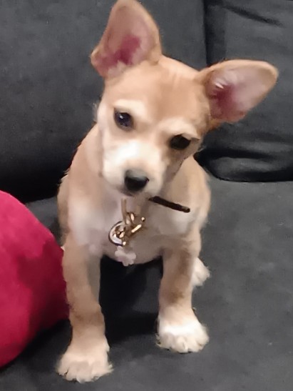 Chihuahua – Male 11 week old Teacup Chihuahua