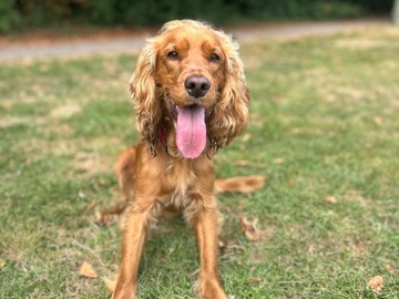 English Cocker Spaniel – Cocker spaniel rehome , 3year old – Edgware