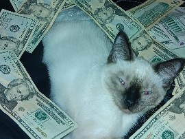 Siamese – suki – Fargo