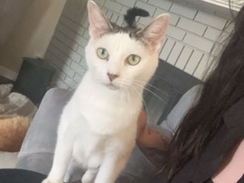American Shorthair – Bella – Wichita