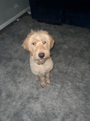 Labrador Retriever – labradoodle Chicago