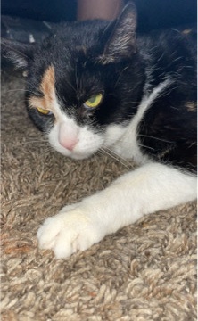 American Shorthair – Josey