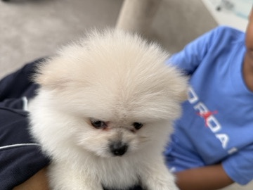 Pomeranian – Pomeranian 10 months old for sale – Durban