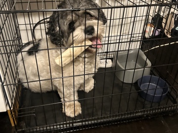 English Cocker Spaniel – 🐾 Milo is looking for a new home 🐾 – Marlborough